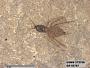 Insecta