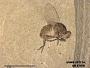 Insecta