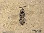 Insecta
