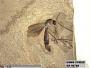 Insecta