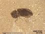 Insecta