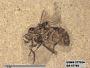 Insecta