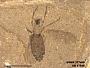 Insecta