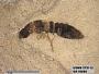 Insecta
