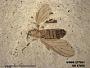 Insecta