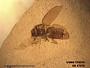 Insecta