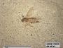 Insecta