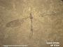 Insecta