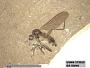 Insecta