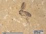 Insecta