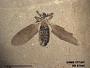 Insecta