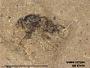 Insecta