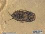 Insecta