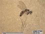 Insecta