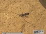Insecta