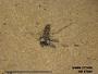 Insecta