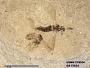 Insecta