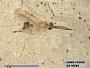 Insecta