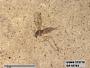 Insecta