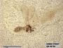 Insecta