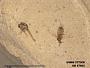 Insecta