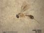 Insecta