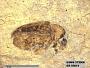 Insecta