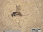 Insecta