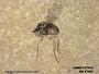 Insecta