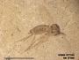 Insecta
