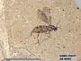 Insecta