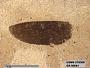 Insecta