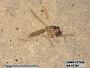 Insecta
