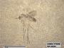 Insecta