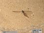 Insecta