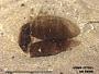 Insecta