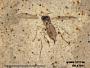 Insecta