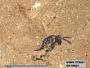 Insecta