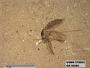 Insecta
