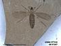 Insecta