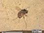 Insecta