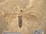 Insecta