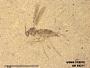 Insecta