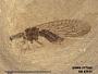 Insecta