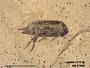Insecta
