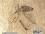 Insecta