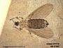 Insecta