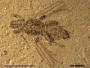Insecta