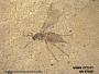 Insecta