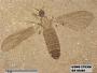 Insecta